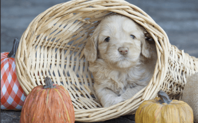 Thanksgiving Food Safety For Dogs